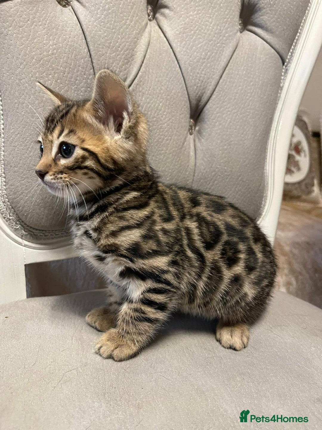 Bengal cats for sale: 5 Outstanding bengal kittens ready for a family  - Advert 10