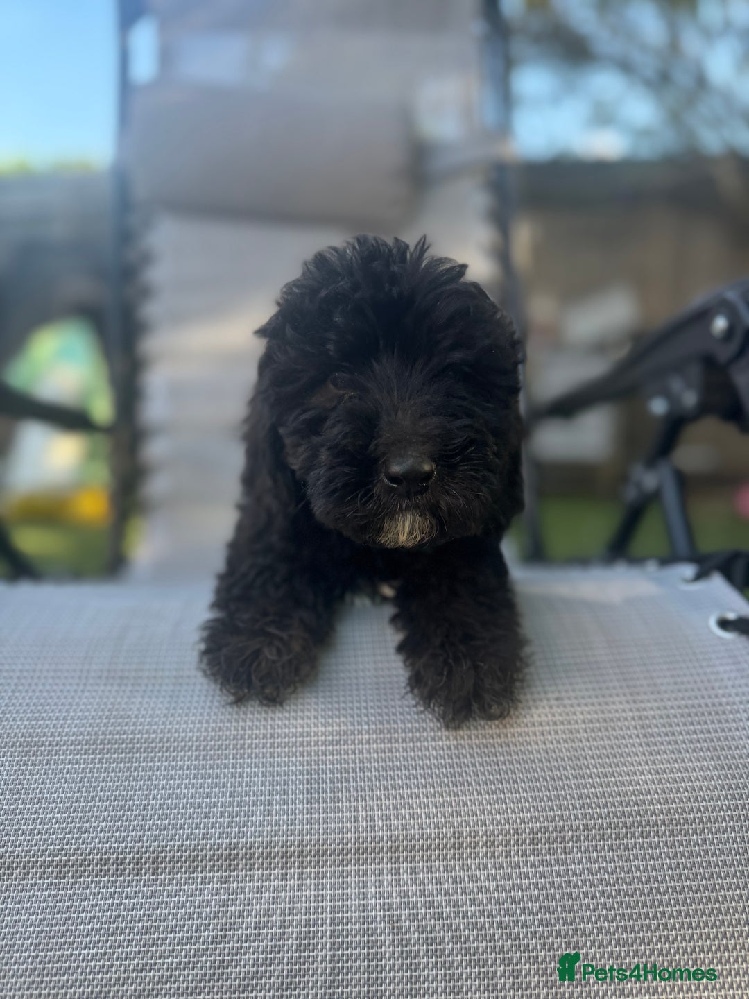 Sheepadoodle dogs for sale: Mini Sheepadoodle reduced **2 remaining  - Image 26