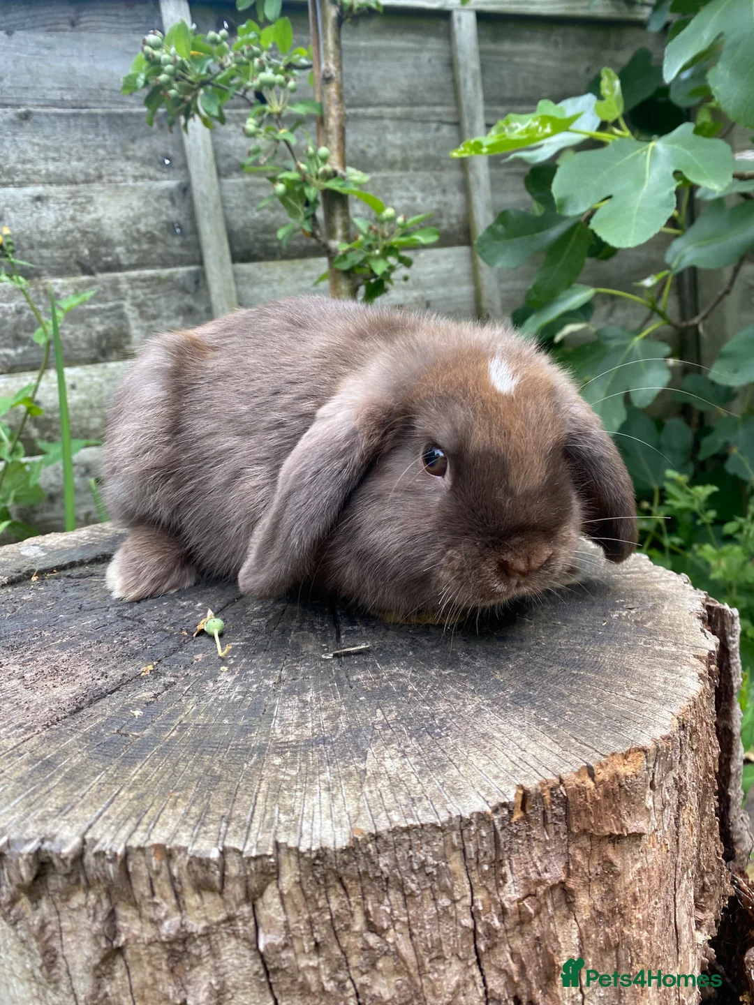Mini Lop rabbits for sale: ONE LEFT Friendly 100% Pure Bred family Mini Lops  - Advert 2