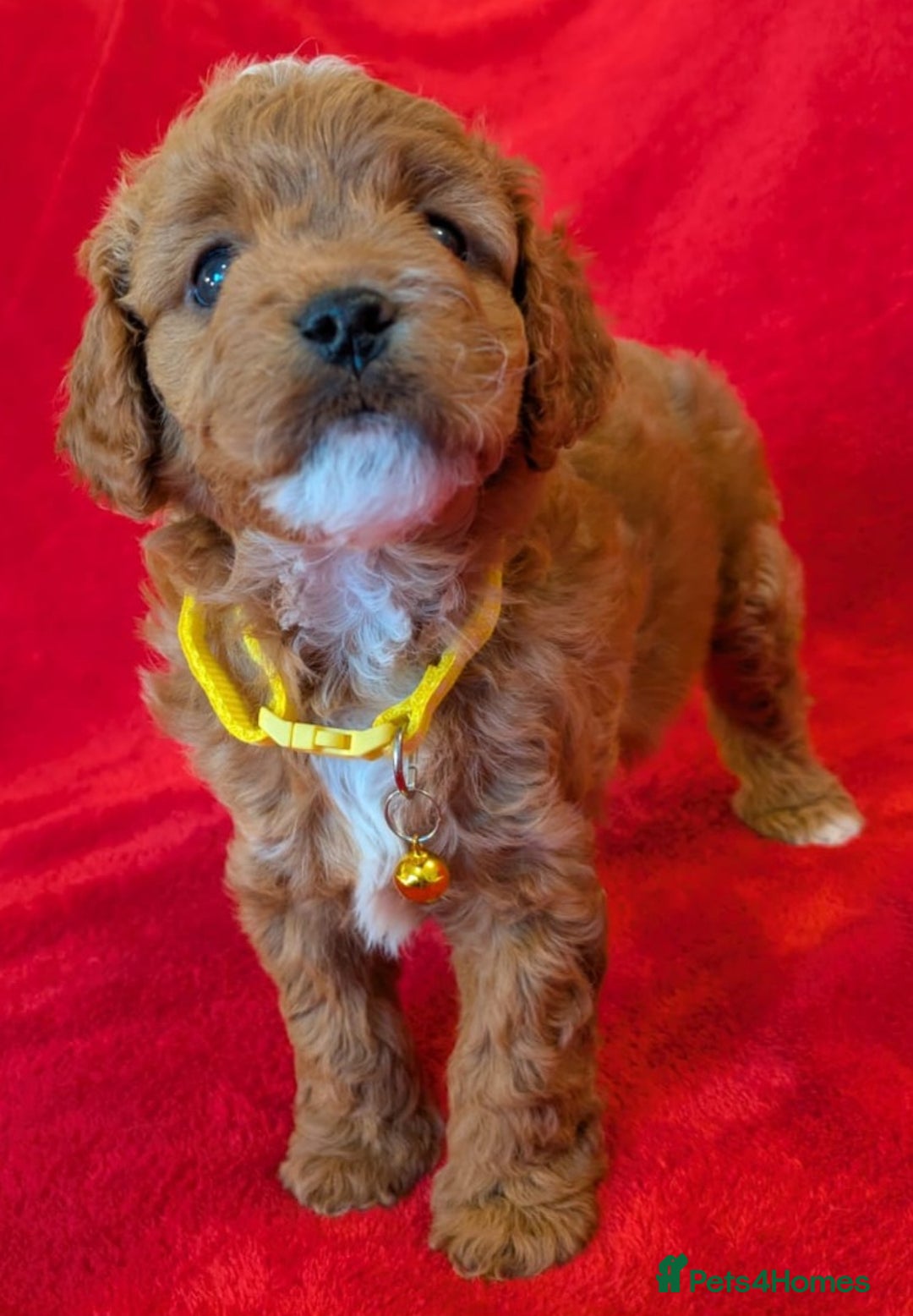 Cavapoo dogs for sale: F2 Cavapoo, Dog breeding license - Advert 28