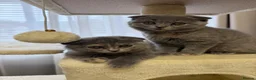 British Shorthair cats for sale: Cross breed; British shorthair X Scottish fold in Solihull - Advert 2