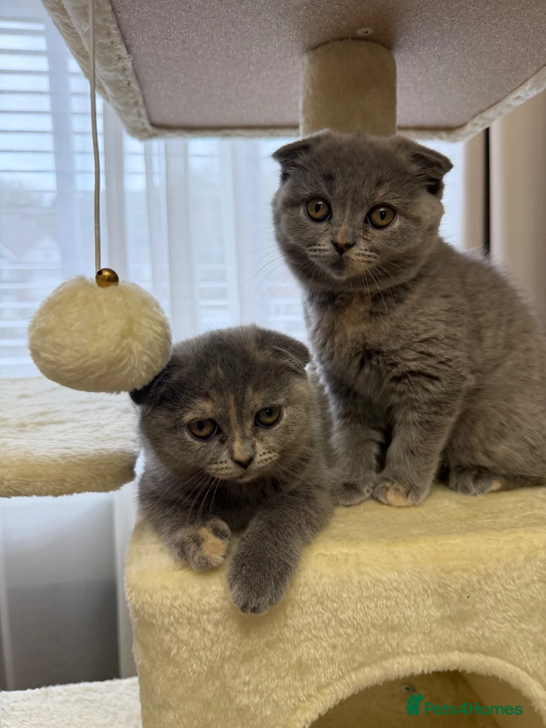 British Shorthair cats for sale: Cross breed; British shorthair X Scottish fold in Solihull - Advert 2