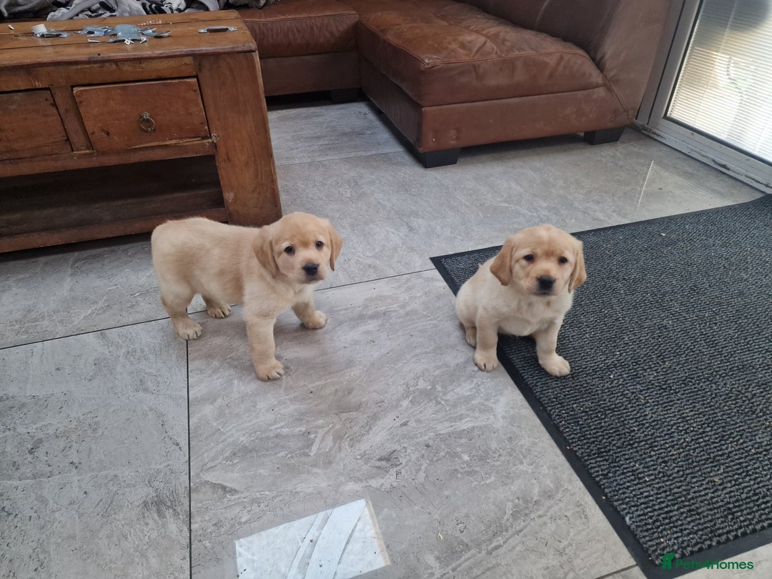Labrador Retriever dogs for sale: Labrador very cute and playful puppies  - Advert 6