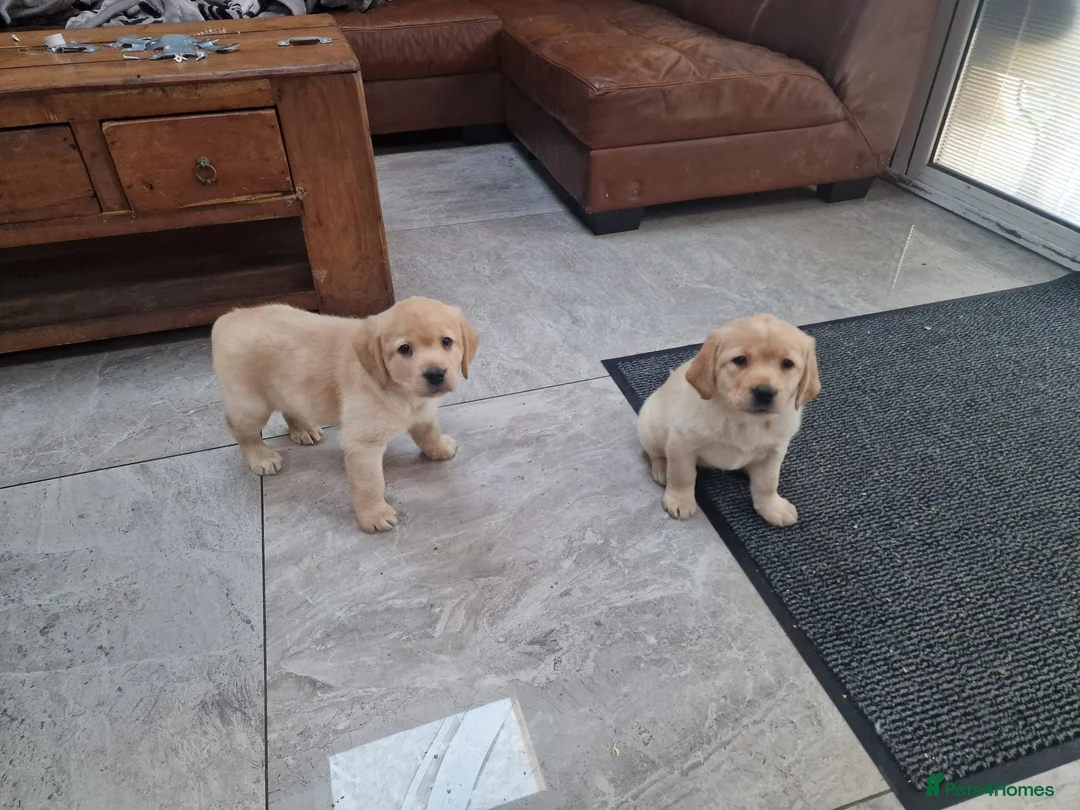 Labrador Retriever dogs for sale: Labrador very cute and playful puppies  - Advert 3
