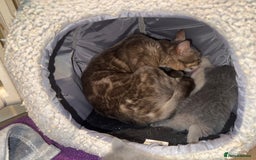 British Shorthair cats for sale: Beautiful Blue British Shorthair x Bengal kittens - Image 4