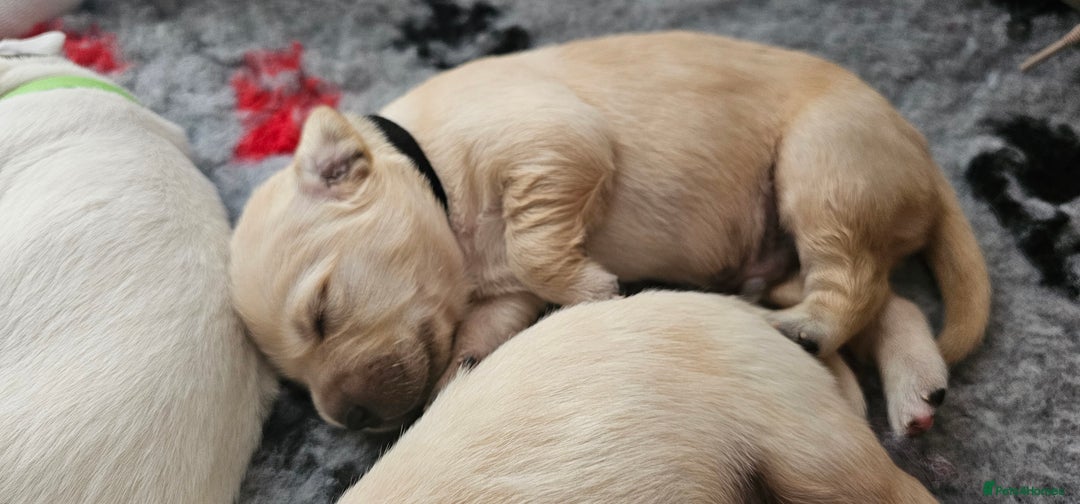 Golden Retriever dogs for sale: Golden Retriever Puppies - you will Fall in love  - Image 11