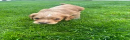 Cocker Spaniel dogs for sale: Working cocker spaniel Kc reg - Advert 5