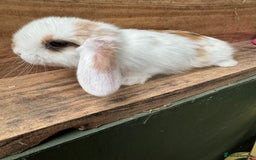 Mini Lop rabbits for sale: MINI LOP BUNNIES / PEDIGREE  - Image 18