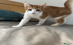 Mixed Breed cats for sale: 2 mixed breed kittens - Price: £30 - Image 4