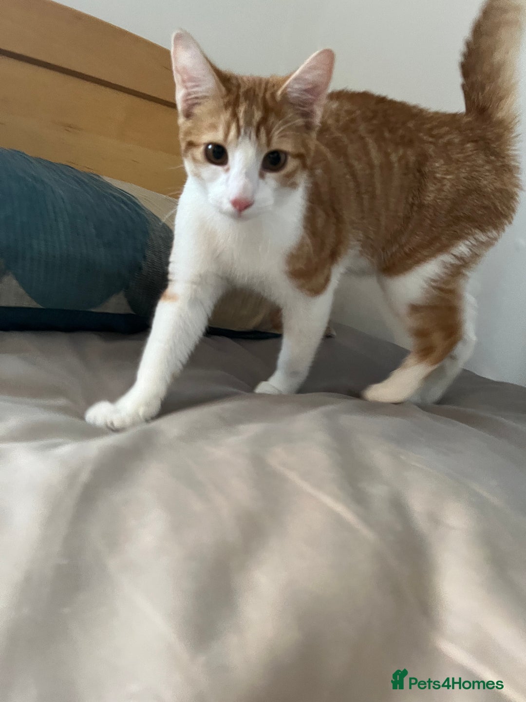 Mixed Breed cats for sale: 2 mixed breed kittens - Price: £30 - Image 4