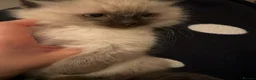 Ragdoll cats for sale: Ragdoll boy and girl - Advert 5