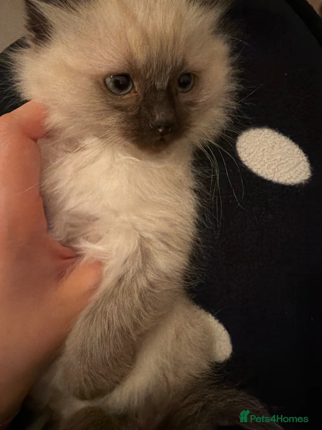 Ragdoll cats for sale: Ragdoll boy and girl - Advert 5