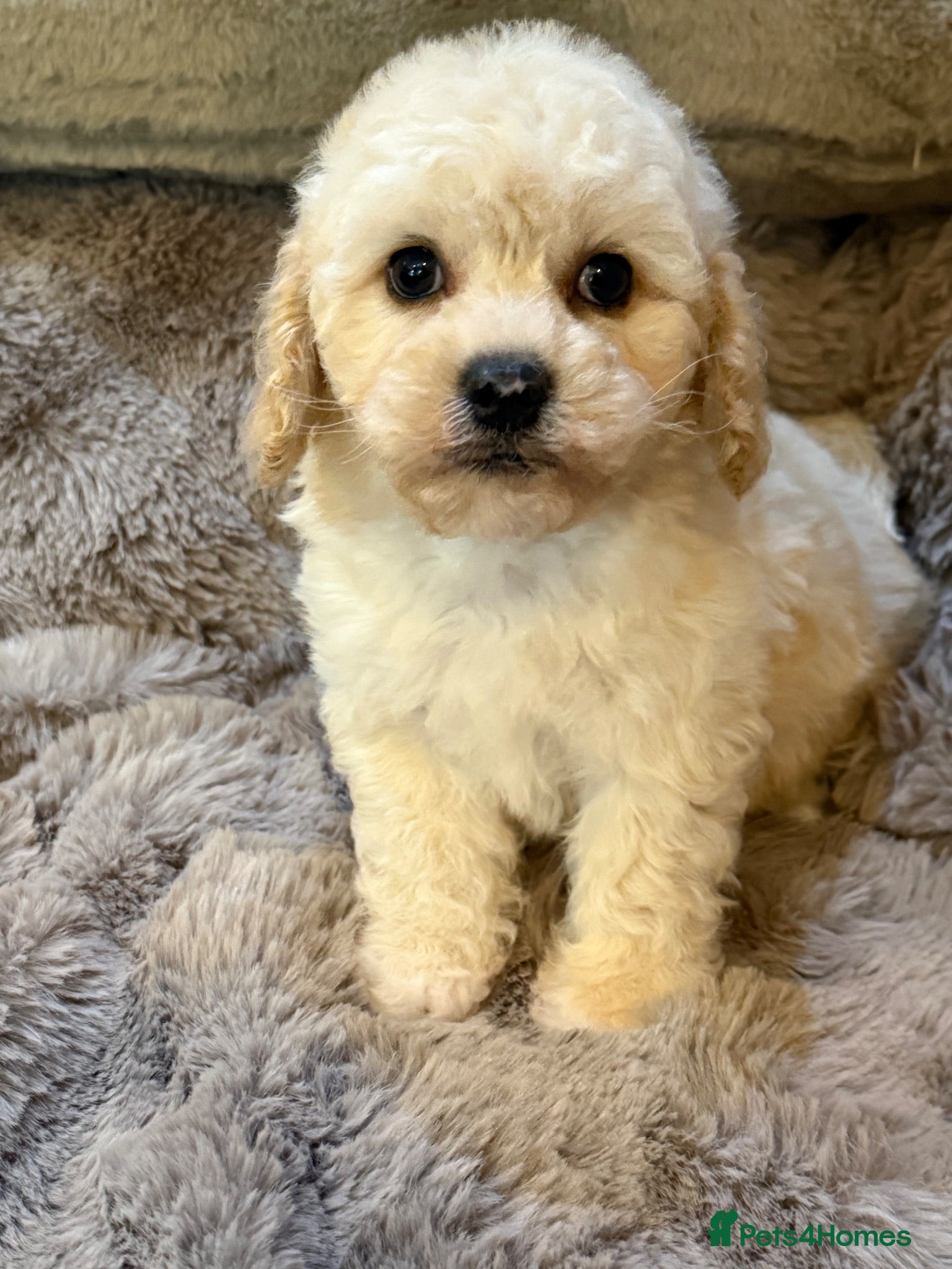 Cavapoochon dogs Stunning Cavapoochon  - Advert 1