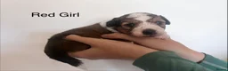 Mixed Breed dogs for sale: Lassie/Border Collie X Toy Poodle puppies - Advert 15