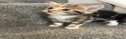 Mixed Breed cats for sale: Beautiful kittens for sale - Advert 2