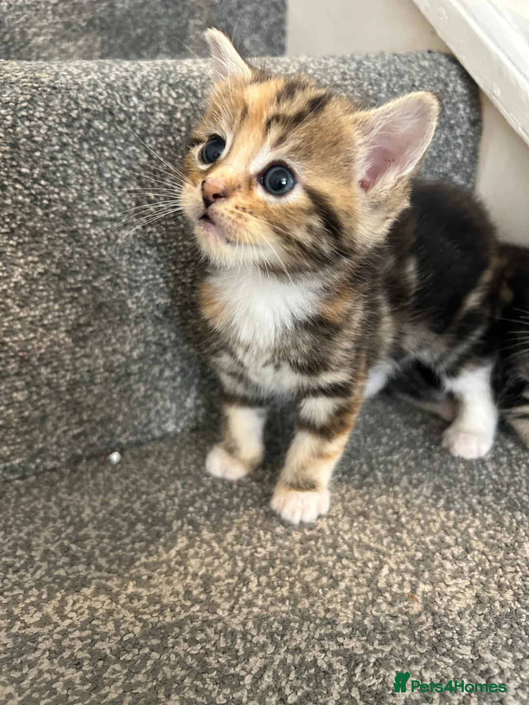 Mixed Breed cats for sale: Beautiful kittens for sale - Advert 2