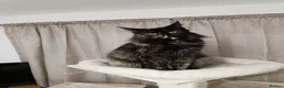 Maine Coon cats for sale: Stunning Champion-Line Maine Coons - Advert 2