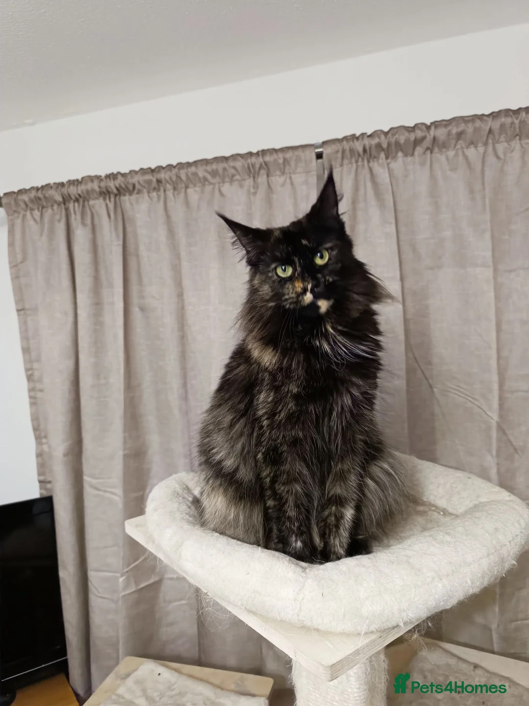 Maine Coon cats for sale: Stunning Champion-Line Maine Coons - Advert 2