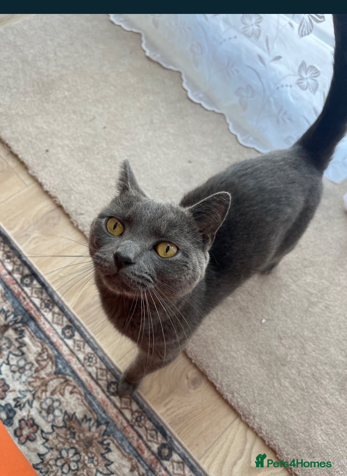 Mixed Breed cats Theo  - Advert 4