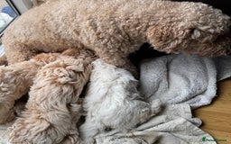 Poochon dogs for sale: Poochon  - Image 6
