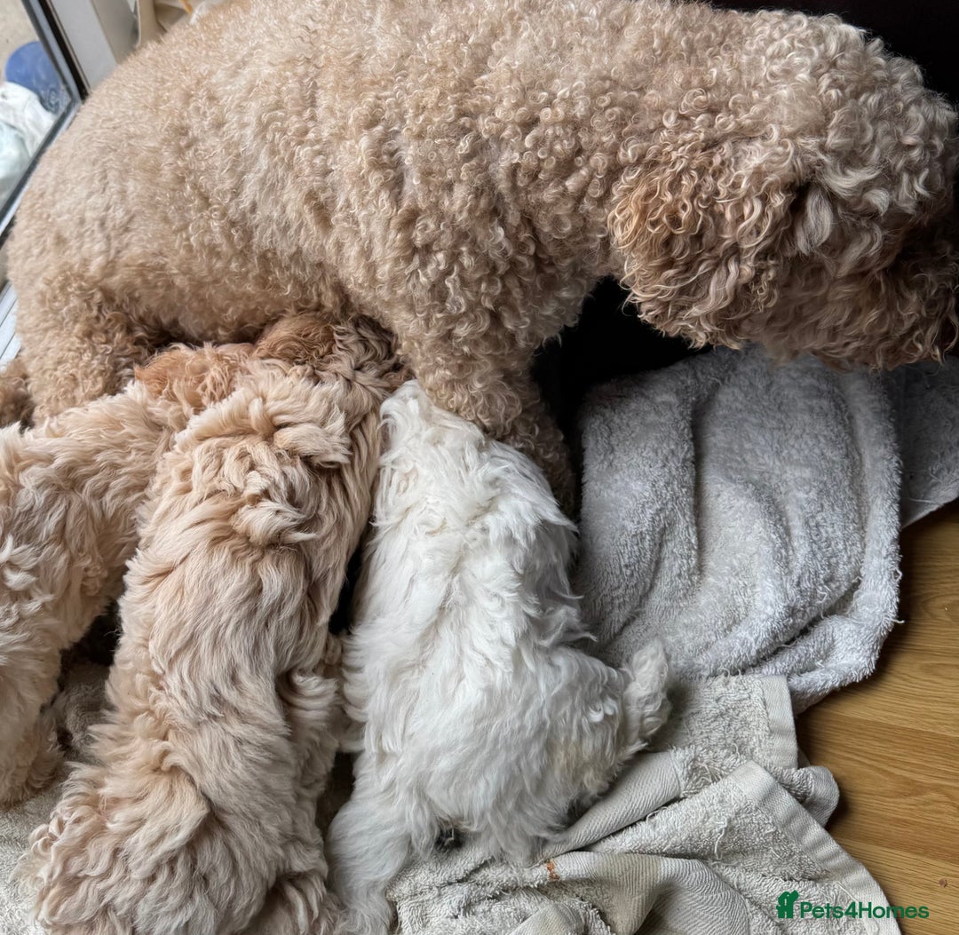 Poochon dogs for sale: Poochon  - Image 6