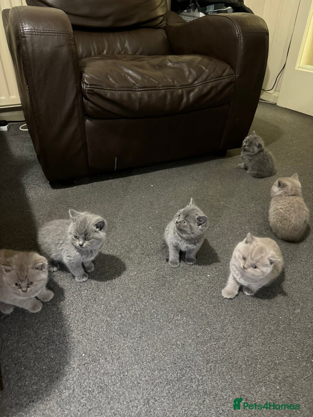 British Shorthair cats for sale: British shorthair lilac and blue - Advert 17