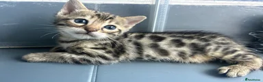 Bengal 2