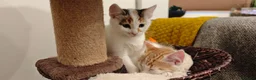 Mixed Breed cats for sale: Ginger-and-white boys and one Clico girl - Advert 22