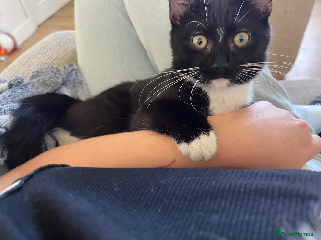 Domestic Shorthair cats for sale: Cat rehome  - Advert 9