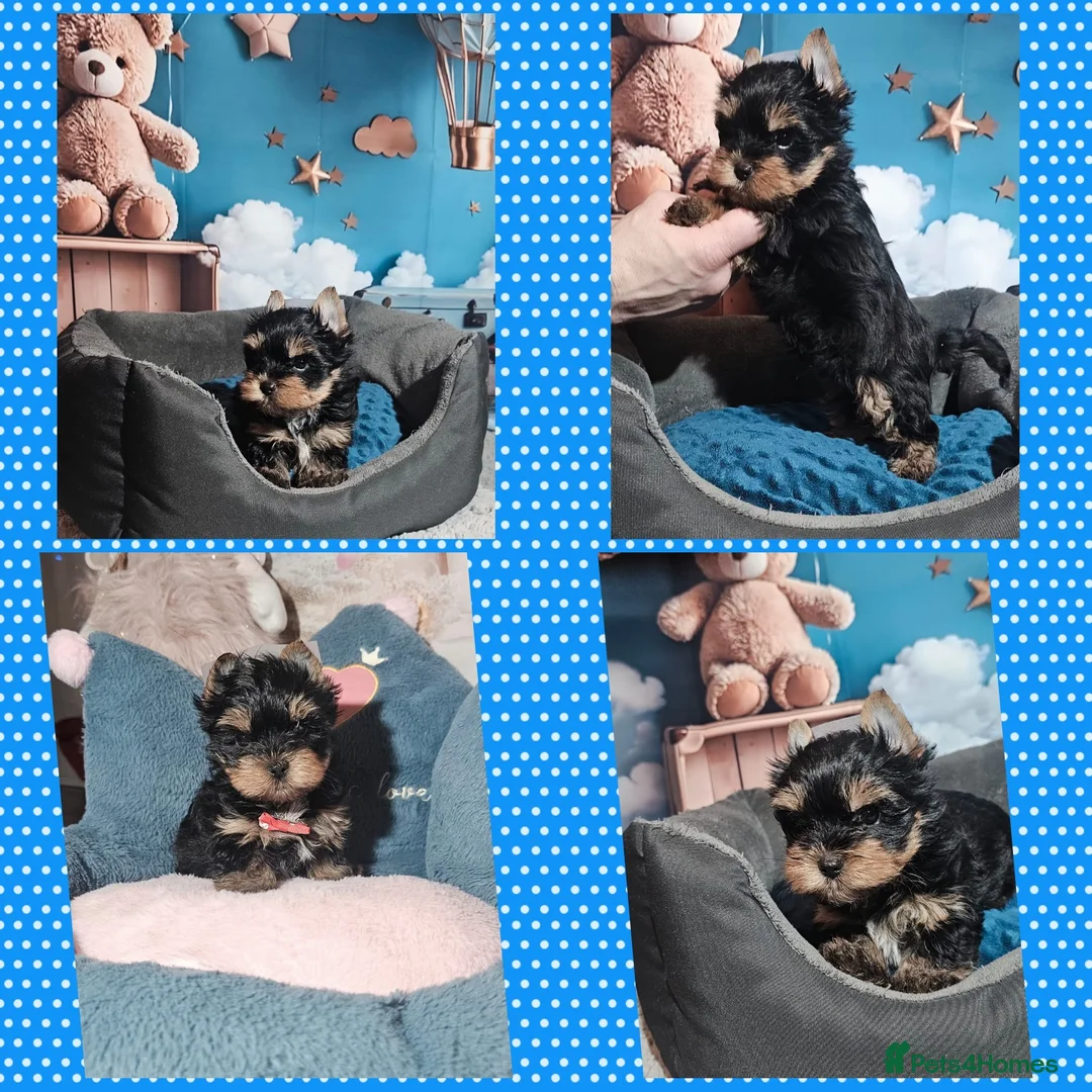 Yorkshire Terrier dogs for sale: Beautiful little Girl 💕Tiny Yorkshire Terrier  - Advert 19