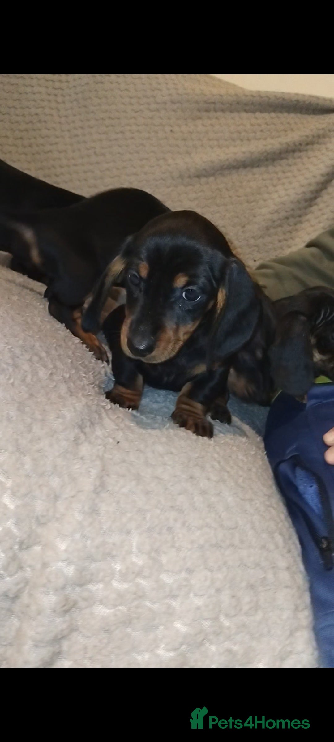 Dachshund dogs for sale: Dachshund puppies - Advert 18