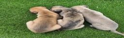 Whippet dogs for sale: Beautiful KC Registered Whippet Pups. - Advert 12