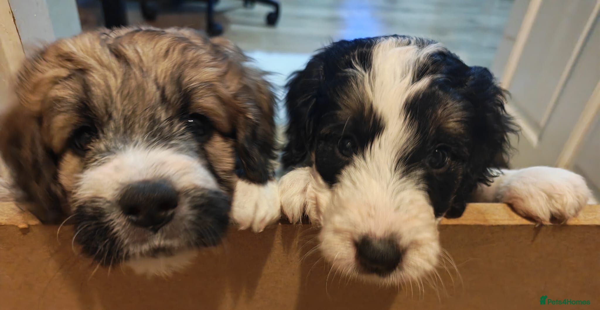 Mixed Breed dogs Beautiful Bordoodle Puppies from family home - Advert 14