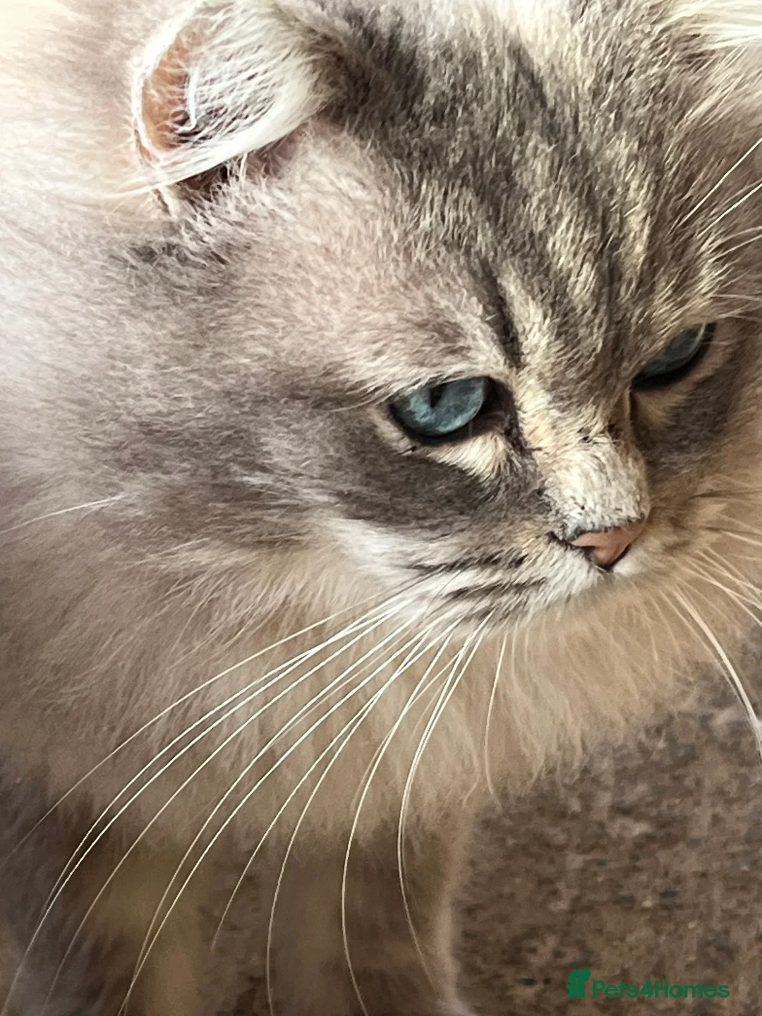 Ragdoll cats for stud: Gccf/Tica male ragdolls for stud  - Advert 2