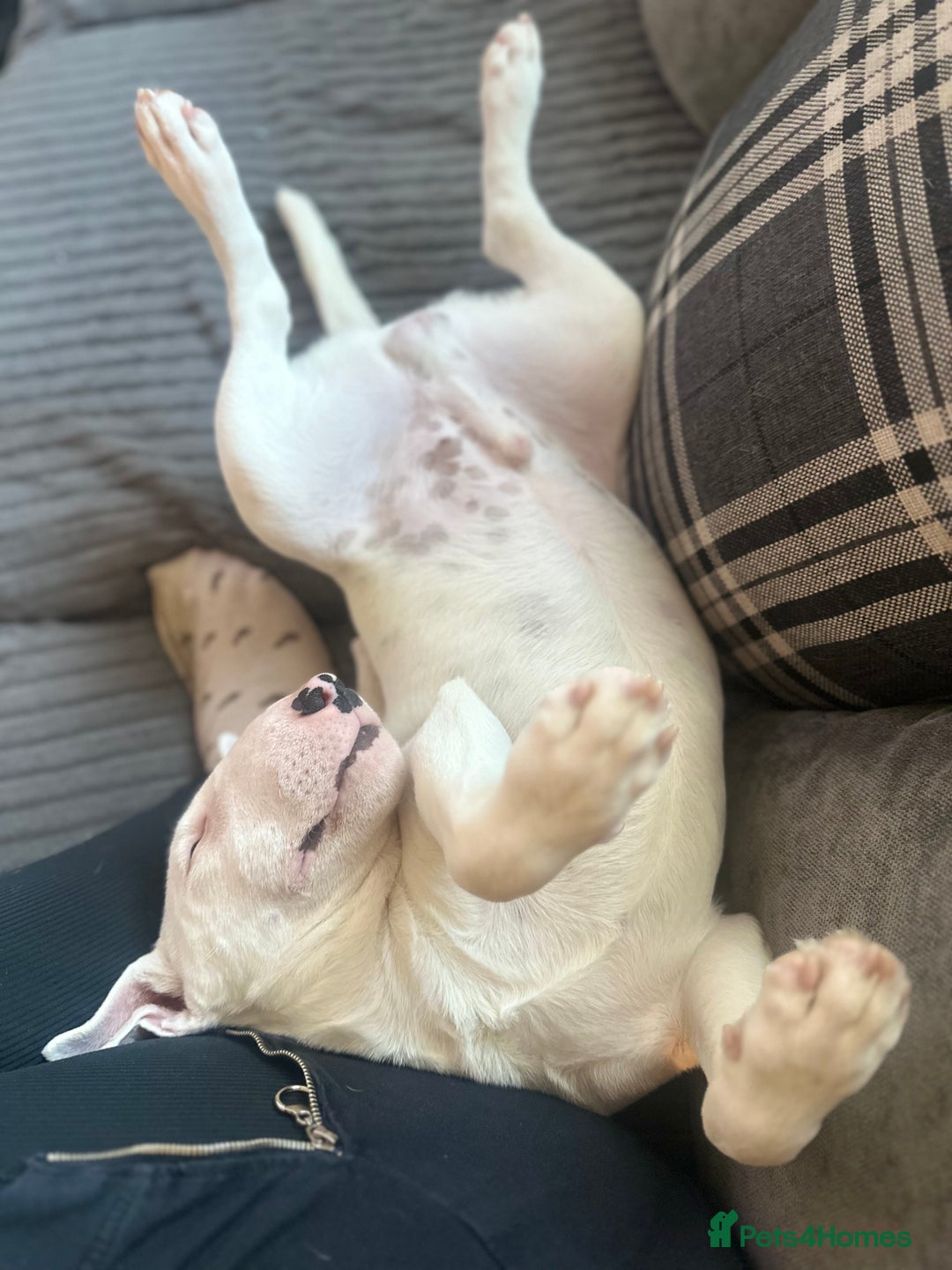 Miniature Bull terrier dogs for sale: Minature bull terrier male puppy - Advert 3