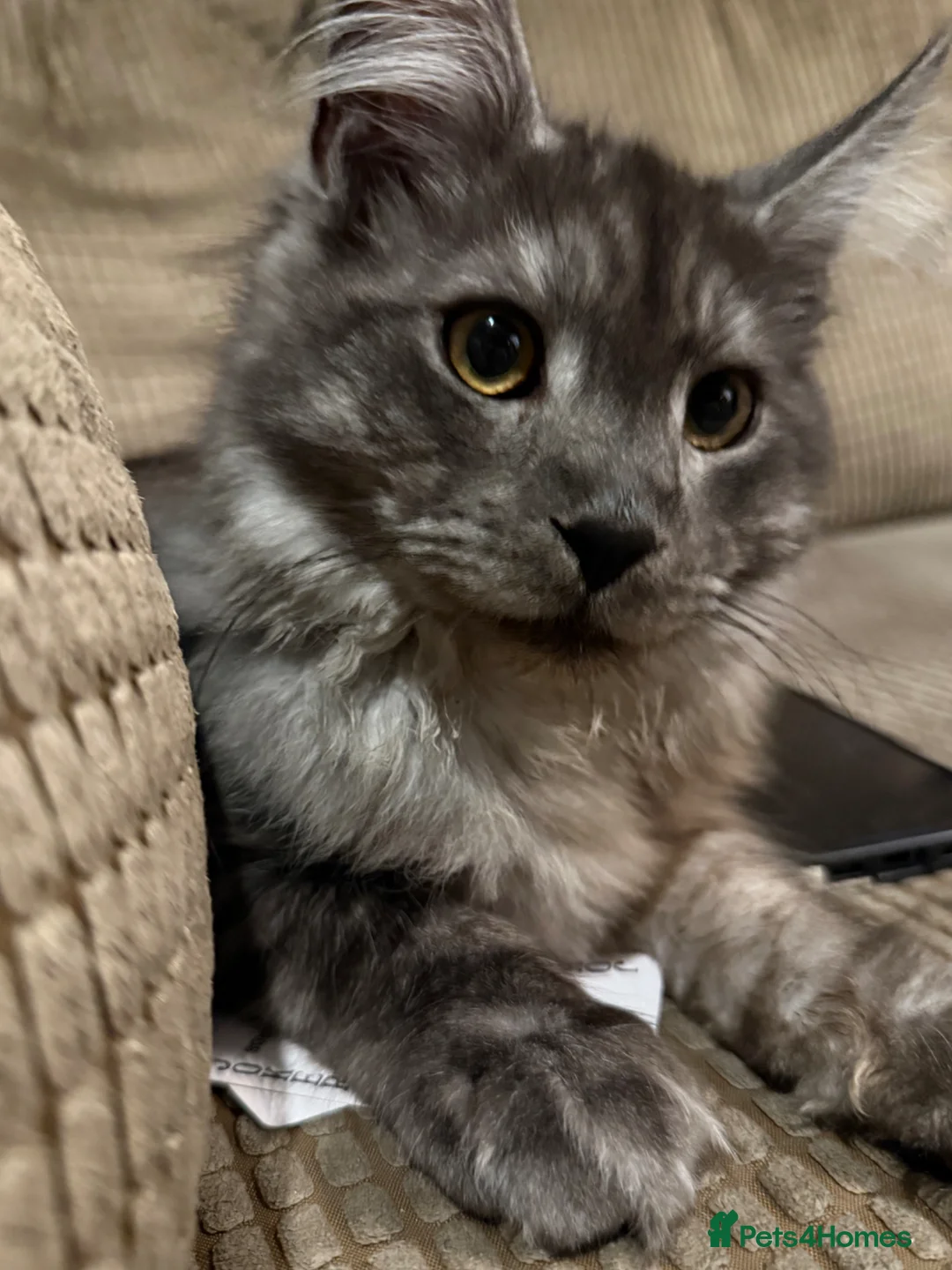 Maine Coon cats for sale: Maine Coon boy looking for forever home - Advert 2