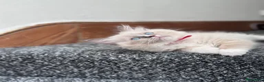 Ragdoll 2