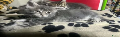 Maine Coon 1