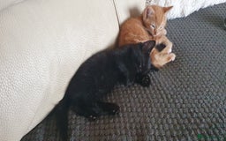Mixed Breed cats for sale: Adorable kittens  - Image 10