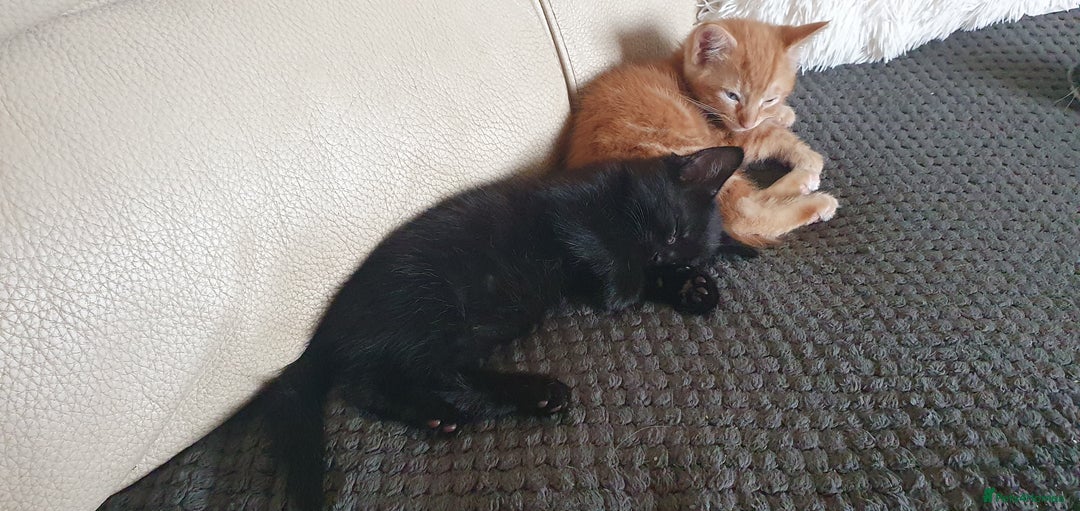 Mixed Breed cats for sale: Adorable kittens  - Image 10