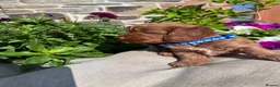 Cockapoo dogs for sale: Beautiful Toy Cockapoo Puppies (Health Tested)  - Advert 33