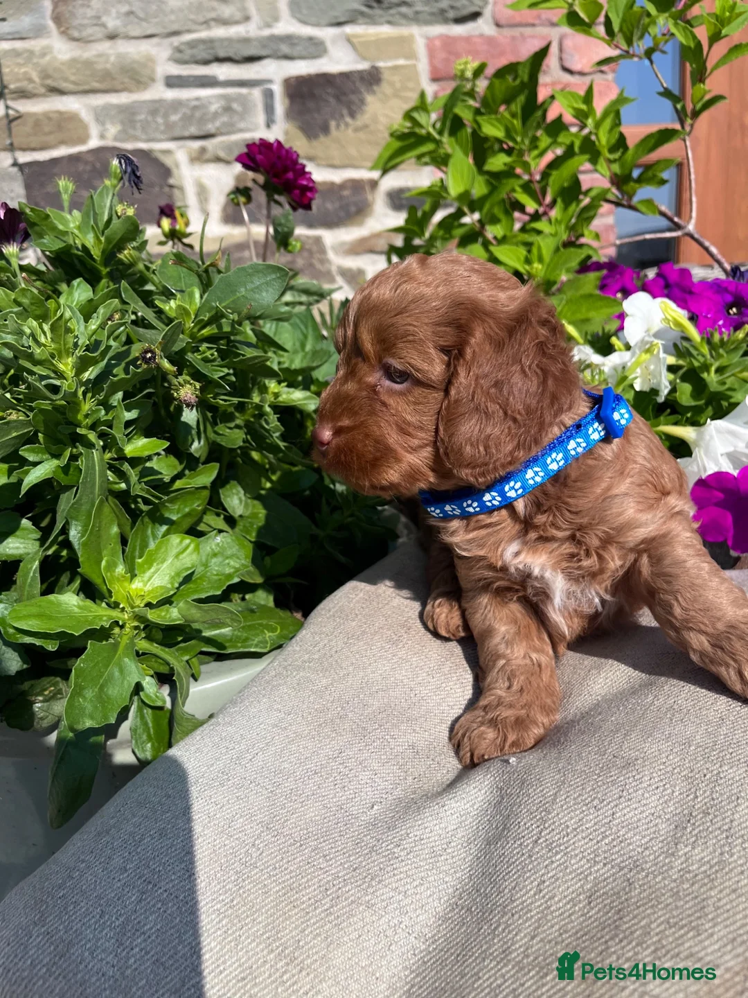 Cockapoo dogs for sale: Beautiful Toy Cockapoo Puppies (Health Tested)  - Advert 33