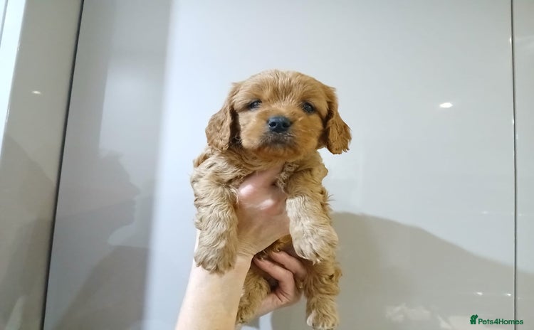 Cavapoochon dogs Beautiful Ruby Boy - Advert 2