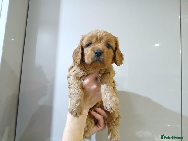 Cavapoochon dogs Beautiful Ruby Boy - Advert 14