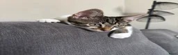 Domestic Shorthair cats for sale: 6 month old kitten looking for her forever home - Advert 3