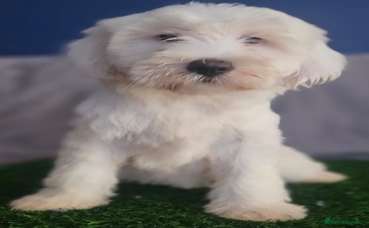 Tibetan Terrier dogs - Advert 1