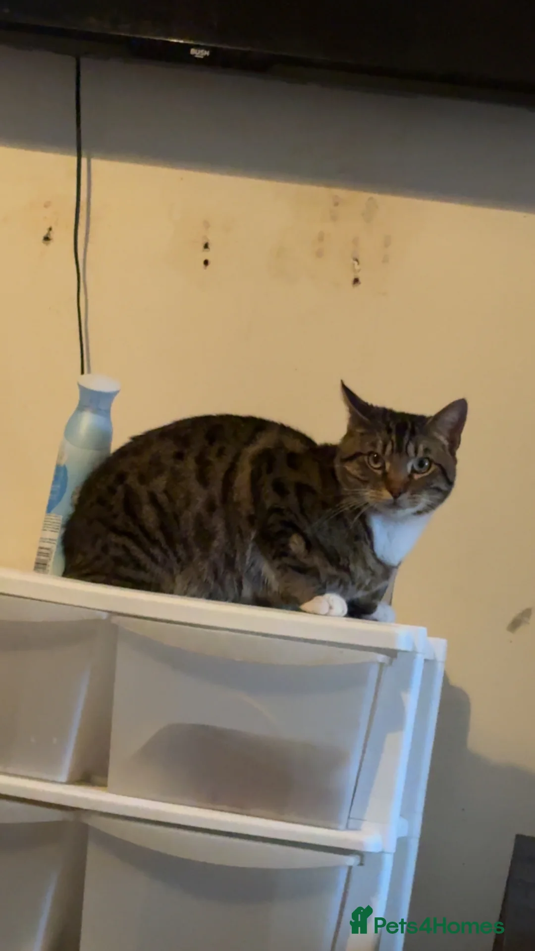 Mixed Breed cats for sale: Cats for sale  in Preston - Advert 1