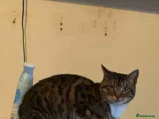 Mixed Breed cats Cats for sale - Advert 2