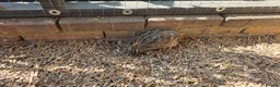 Quail poultry for sale: Quails and hens & males  - Advert 2