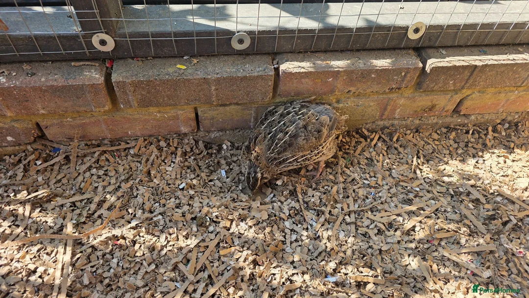 Quail poultry for sale: Quails and hens & males  - Advert 2